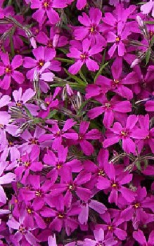 Polster Phlox - Blütezeit reicht von April bis Juni Mauerbepflanzung