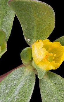 Portulak Kräutergarten Pflanzen 