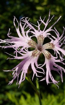 Pracht-Nelke Steingartenpflanzen 