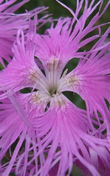 Pracht-Nelke Steingartenpflanzen 