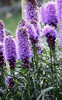 Prachtscharte - leider werden die Wurzelknollen auch gerne von Wühlmäusen angefressen Gartenstauden 