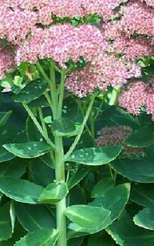 Prächtige oder Japan-Fetthenne Steingartenpflanzen