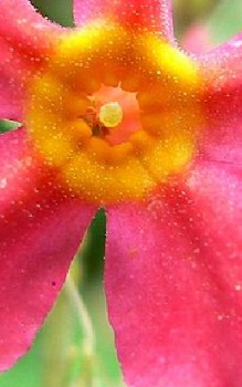 Primula mollis Steingartenpflanzen 