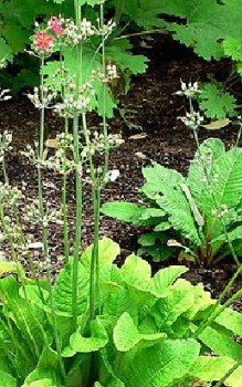 Primula mollis Steingartenpflanzen 