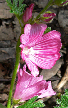 Präriemalven - im Herbst alle Stängel bis auf Bodenniveau abschneiden Gartenstauden