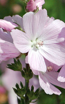 Präriemalven - im Herbst alle Stängel bis auf Bodenniveau abschneiden Gartenstauden 