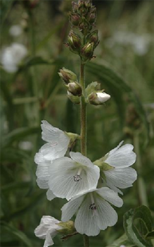 Präriemalven - im Herbst alle Stängel bis auf Bodenniveau abschneiden Gartenstauden