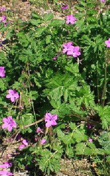 Pryenäen- Reiherschnabel Steingartenpflanzen 