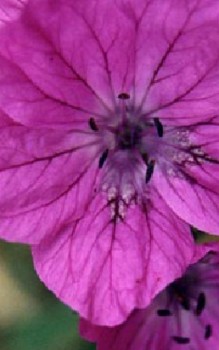 Pryenäen- Reiherschnabel Steingartenpflanzen 