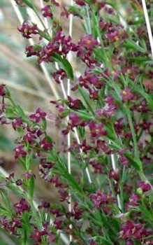 Purpur Labkraut - Ihre Blätter werden mehr als 3cm lang Steingartenpflanzen 