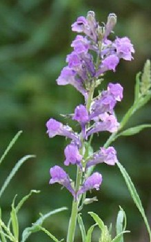 Purpur-Leinkraut Steingartenpflanzen 