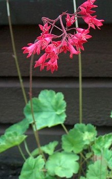 Purpurglöckchen im Frühjahr zwischen den Pflanzen eine Schicht mit reifen Gartenkompost Gartenstauden 