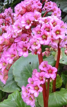Purpurrötliche Bergenie Blüten und Blätter sind haltbar und eigen sich für Blumenarrangements Gartenstauden