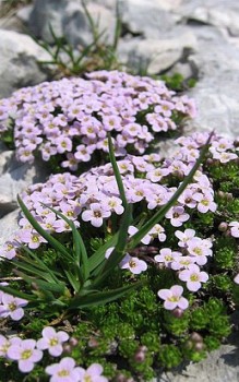 Pyrenäen Steinschmückel - Blüten erscheinen zwischen Juni und Juli Mauerbepflanzung 