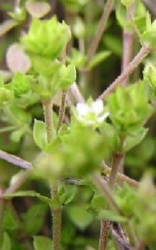 Quendel-Sandkraut Steingartenpflanzen 