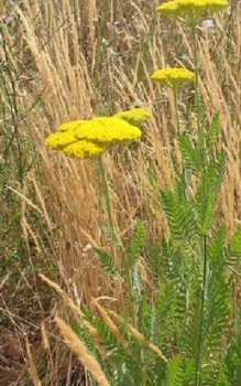 Rainfarnblättrige Schafgarbe - gelegentlich sollte man die Staude düngen Gartenstauden