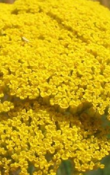 Rainfarnblättrige Schafgarbe - gelegentlich sollte man die Staude düngen Gartenstauden 