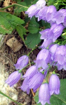Rasen Glockenblume - Winternässe wird von dieser Art nicht vertragen Gartenstauden