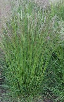 Rasen Schmiele - kommt in größeren Gärten und Parkanlagen besonders gut zur Geltung Gräser und Farne