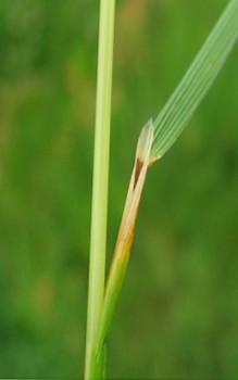 Rasen Schmiele - kommt in größeren Gärten und Parkanlagen besonders gut zur Geltung Gräser und Farne 