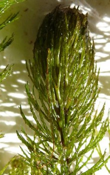 Raues Hornkraut Wasserpflanzen