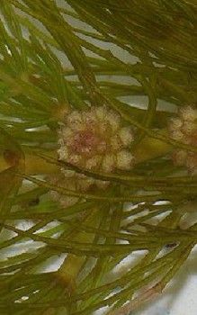 Raues Hornkraut Wasserpflanzen 