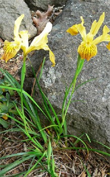 Regenbogen Schwertlilie Steingartenpflanzen 