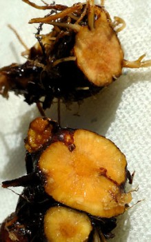 Blutwurz - für die äußerliche Behandlung von kleineren Wunden Heilpflanzen 