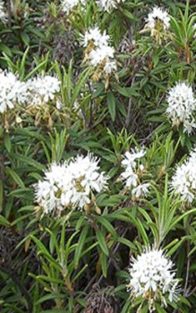 Rhododendron Sumpfporst Blüten erscheinen zwischen Mai und Juni Steingartenpflanzen 
