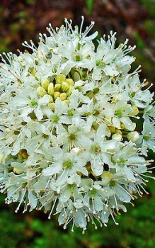 Rhododendron Sumpfporst Blüten erscheinen zwischen Mai und Juni Steingartenpflanzen 