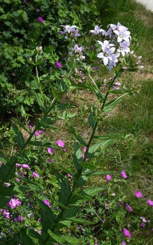 Riesen Glockenblume - sie sät sich mit der Zeit auch von selbst aus Gartenstauden
