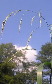 Riesen Schwingel - blüht zwischen Juli und August Gräser und Farne