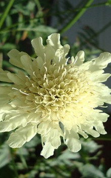 Riesenskabiose - Staude lässt sich im April durch Teilung vegetativ vermehren Gartenstauden 