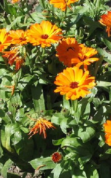 Ringelblume Heilpflanzen