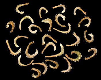 Ringelblume Heilpflanzen 