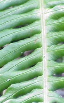 Rippenfarn - Farnwedel sind ausschließlich im Sommer grün Gräser und Farne