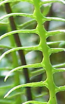 Rippenfarn - Farnwedel sind ausschließlich im Sommer grün Gräser und Farne 