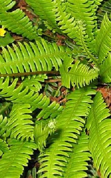 Rippenfarn - Farnwedel sind ausschließlich im Sommer grün Gräser und Farne