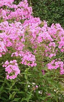 Rispiger Phlox - sonnigen bis halbschattigen Platz in der Mitte eines Staudenbeetes Gartenstauden