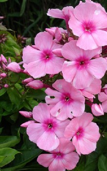 Rispiger Phlox - sonnigen bis halbschattigen Platz in der Mitte eines Staudenbeetes Gartenstauden 