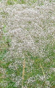 Rispiges Schleierkraut Steingartenpflanzen 