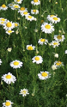 Römische Kamille Kräutergarten Pflanzen 