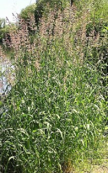 Rohr Glanzgras - Boden muss locker und nährstoffreich sein Gräser und Farne