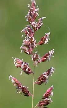 Rohr Glanzgras - Boden muss locker und nährstoffreich sein Gräser und Farne