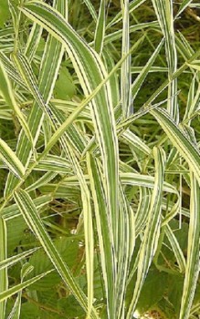 Rohr Glanzgras - Boden muss locker und nährstoffreich sein Gräser und Farne 