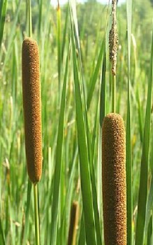 Rohrkolben mehrjährige Sumpfpflanze und Uferpflanze Wasserpflanzen