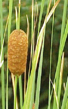 Rohrkolben mehrjährige Sumpfpflanze und Uferpflanze Wasserpflanzen 