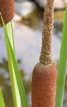Rohrkolben mehrjährige Sumpfpflanze und Uferpflanze Wasserpflanzen