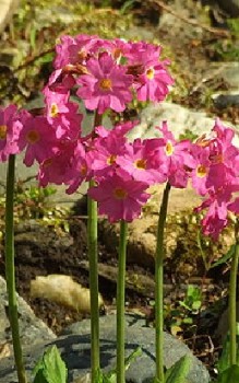 Rosenrote Primel Steingartenpflanzen