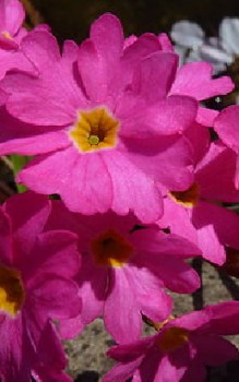 Rosenrote Primel Steingartenpflanzen 